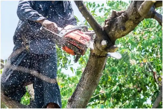 tree services Western Lake